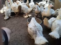 Ducks — 4-rasm