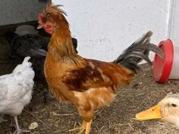 Chickens