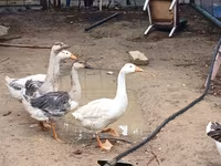 Geese — عکس 1