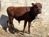 گاو نر, گاو — عکس 2