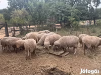 قوچ, Merino sheep — عکس 2