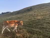 Goveda (partija, pol nije naveden), Говеда — fotografija 2