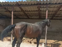 Hengst, Karachay horse — Foto 2