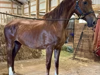 Klisna, Dutch warmblood horse — foto 2