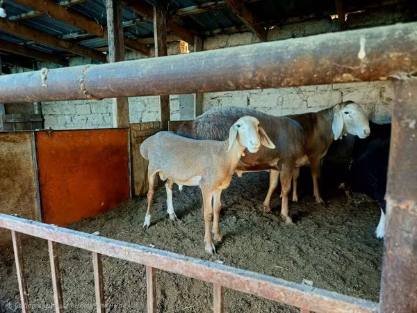 Ovan, Arashan sheep