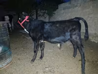 گاو نر, گاو — عکس 4