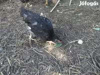 Chickens — عکس 1