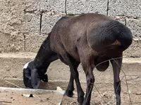 قوچ, گوسفند — عکس 5
