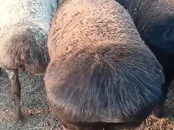 Ram, Sheep — Uzbekistan
