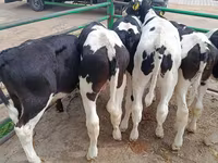 Toro, Razza Holstein — foto 6