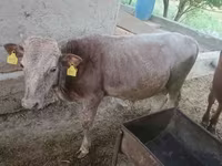 Lembu jantan, Simmental cattle — foto 1