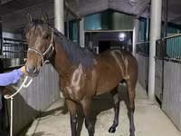 Koń, Arabian horse — zdjęcie 2
