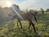 Cavallo, Cavalli — foto 6