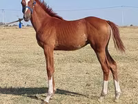 Pastuv, Thoroughbred horse — fotografija 3