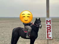 Cavalo, Cavalos — foto 2