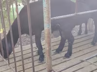 ஆண் ஆடு, ஆடுகள் — புகைப்படம் 3