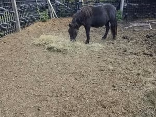 Faras, Horses