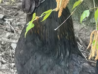 Chickens — ፎቶ 1