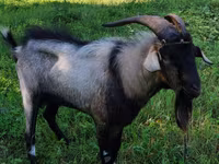 Buk, Nubian Goat — foto 3