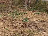 雌牛, Swiss cattle — 写真 7