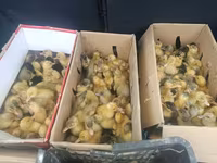 Ducks — عکس 3