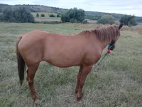 Klisna, Koně — foto 3