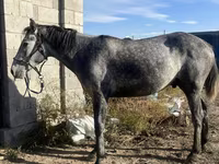 Άλογο, Orlov Trotter — φωτογραφία 5