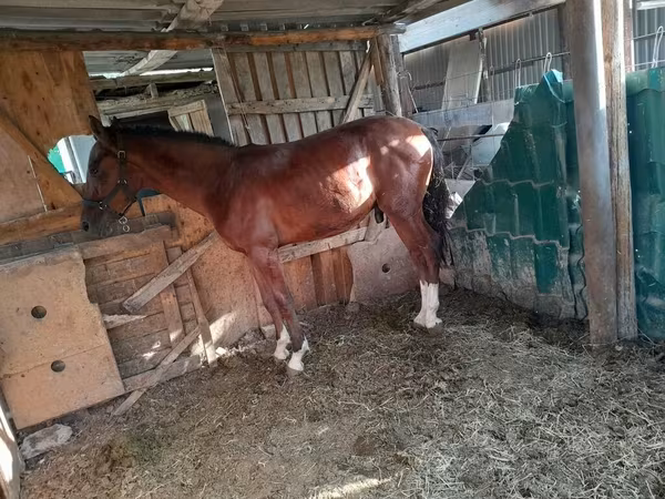 Mare, Horses — Kyrgyzstan
