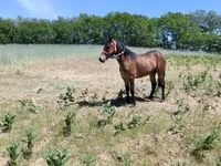 ሴት ፈረስ, Horses — ፎቶ 2