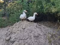 Ducks — รูปภาพ 6