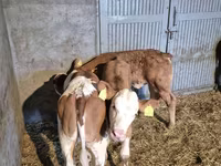 雄牛, Simmental cattle — 写真 4