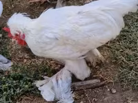Chickens — عکس 4