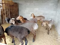 Beran, Rhon sheep — foto 2