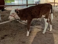 Lembu jantan, Cattle — foto 5