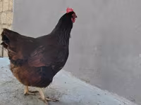 Chickens — 사진 4