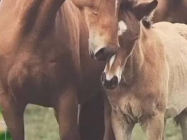 Mare, Horses