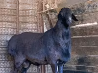 Widder, Rhon sheep — Foto 2
