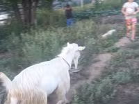 بز ماده, Saanen goat — عکس 2