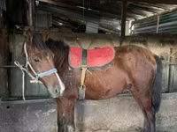 Kuda jantan, Horses — foto 3