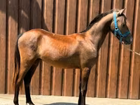 Faras, Horses — sawirka 1