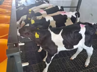 Býk, Russian Black pied cattle — foto 4
