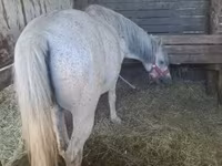 Kuda jantan, Horses — foto 1
