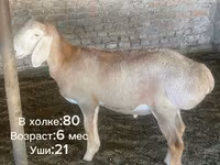 قوچ, Arashan sheep — عکس 2