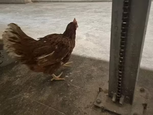 Chickens
