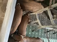 Porci (lot, sex nespecificat) — foto 2