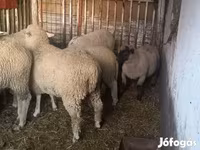 Pecora, Pecore — foto 4