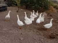 Geese — foto 4