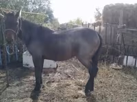 Hingst, Kazakh horse — foto 2