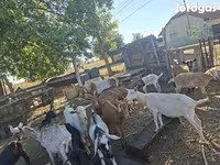 Ged, Nubian Goat — foto 2