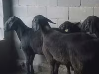 Ram, Hissar sheep — photo 1